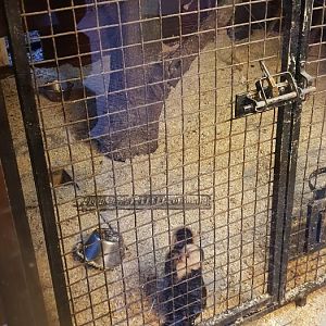 Indoor-enclosure White-shouldered capuchin