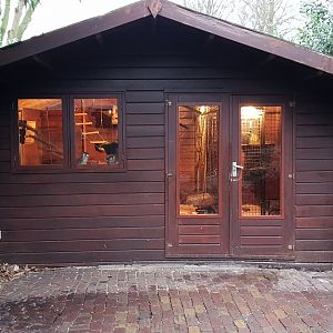 Indoor-enclosure Squirrel monkey