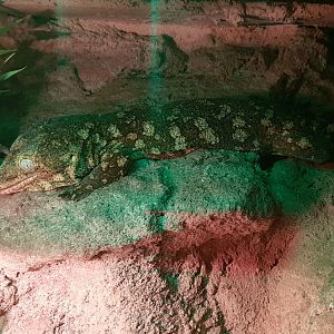 Rhaodactylus leachianus