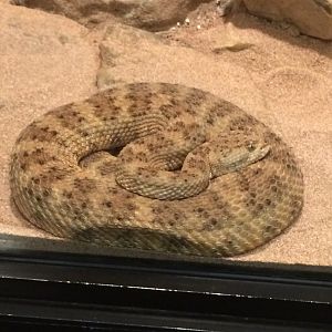 Panamint Rattlesnake