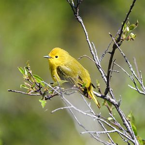 Yellow Warbler