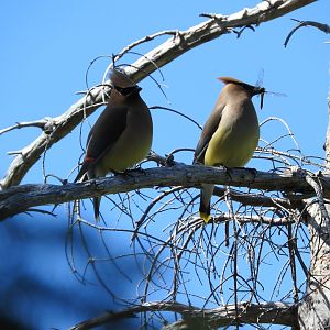 Cedar Waxwings