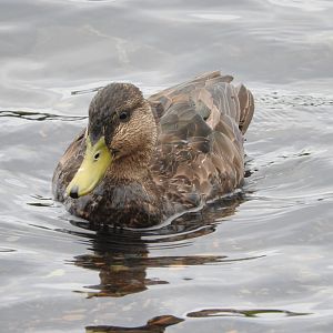 American Black Duck