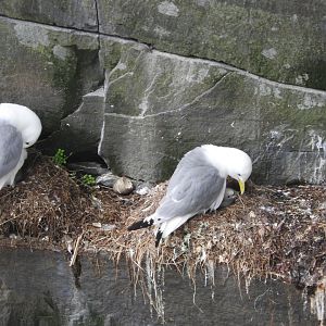 Black-legged Kittiwake with chick