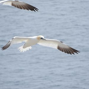 Northern Gannet