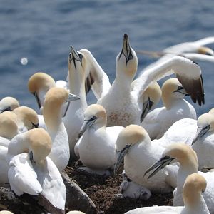 Northern Gannets