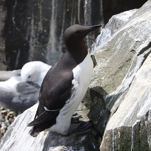 Common Murre