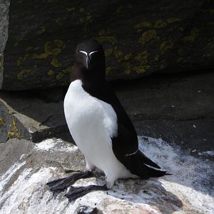 Razorbill