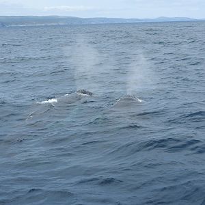 Media 'Humpback Whales' in category 'Canada - Wildlife'