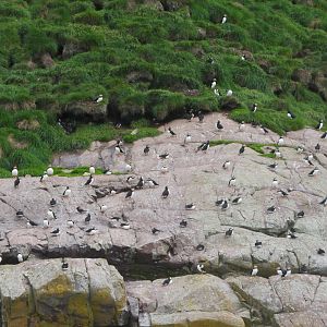Atlantic Puffin colony