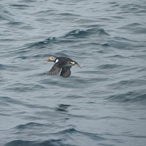 Atlantic Puffin