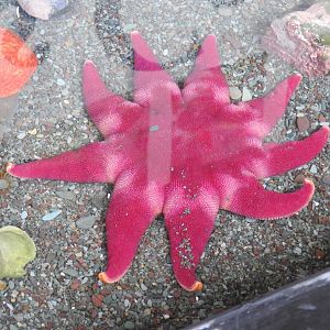 Unknown Starfish