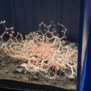 Basket Star