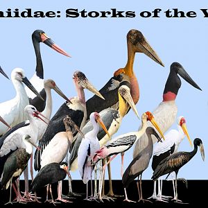 The Ciconiidae