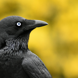 Little Raven - Corvus mellori