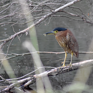 Nankeen Night-Heron (immature) - Nycticorax caledonicus