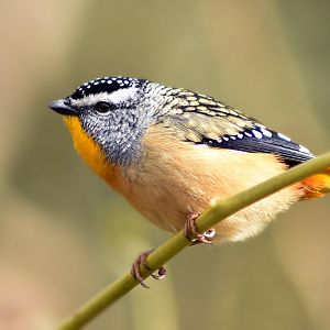 Spotted Pardalote (male) - Pardalotus punctatus