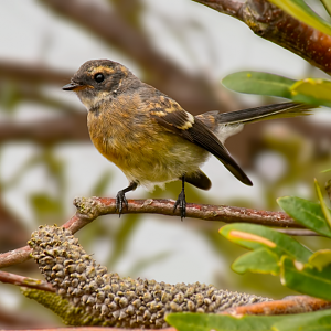 Grey Fantail (young) - Rhipidura albiscapa