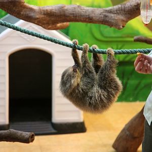 Baby two-toed sloth