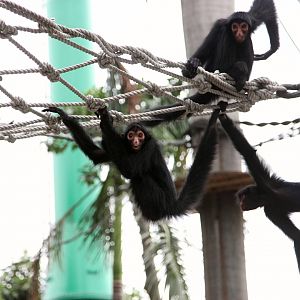 Black spider monkeys