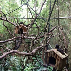 Red-handed tamarin exhibit