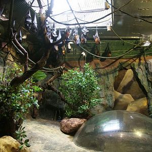 Large flying fox exhibit