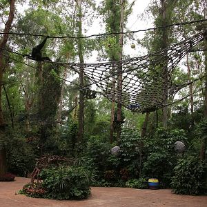Siamang above the road