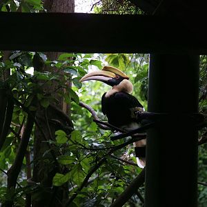 Great Indian hornbill inside the free-flight aviary