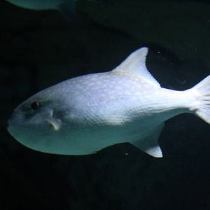 Large-Scaled Ocean Triggerfish