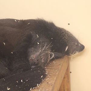 Javan Binturong