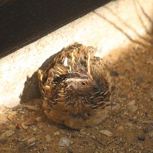 Japanese Quail