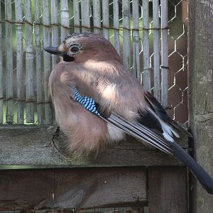 British Jay