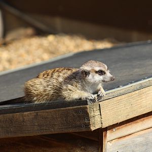 South African Meerkat