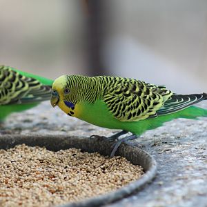 Wild-Type Budgerigar