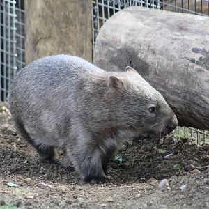 Forest Wombat