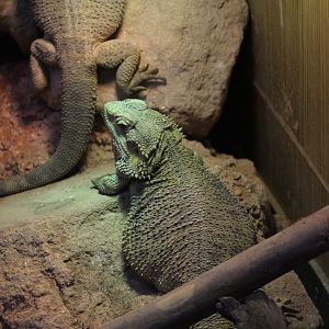 Eastern Bearded Dragon
