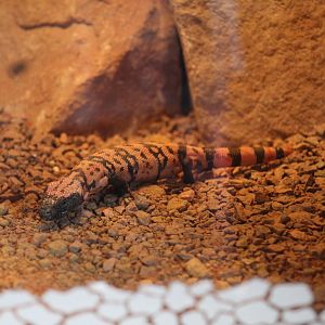 Banded Gila Monster