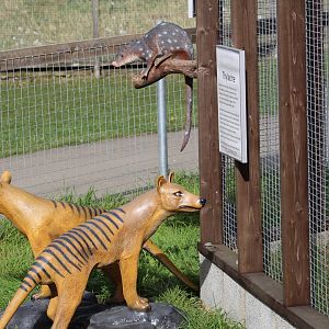 Quolls & Thylacines