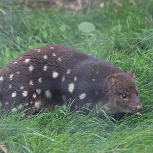 Tiger Quoll