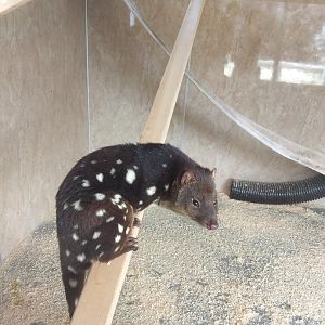 Tiger Quoll