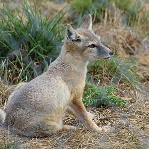Corsac Fox
