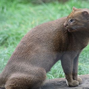 Jaguarundi