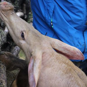 Aardvark