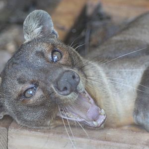 Fossa