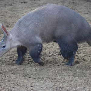 Dobby the cutest Aardvark alive :)