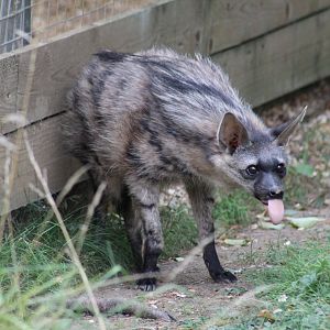 Southern Aardwolf