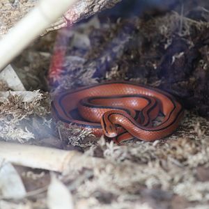Thai Bamboo Ratsnake