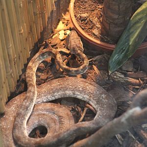 Cook's Tree Boa