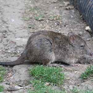 Long-Nosed Potoroo
