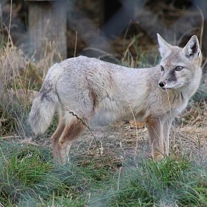 Corsac Fox